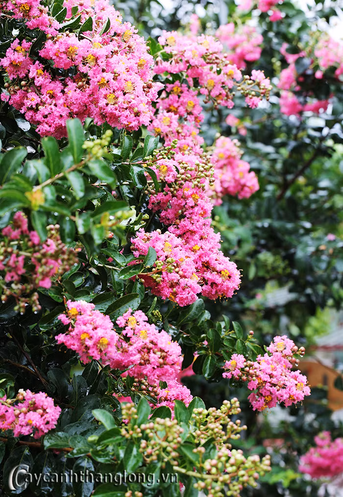 Loai cay “la” co hoa dep long lay, cu gai la “cuoi khuc khich“-Hinh-6