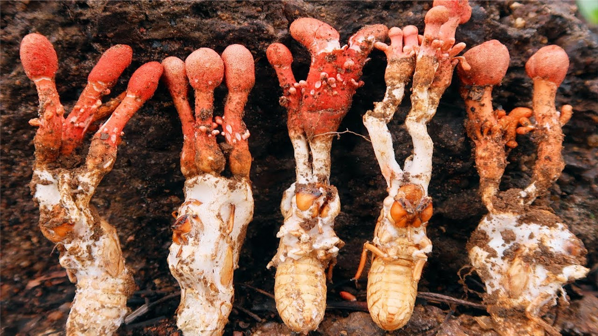 Điều đáng nói ở chỗ chất độc có trong nấm Gyrommitrin không hề bị mất đi khi sơ chế, hay đun nấu bằng nhiệt. Ảnh duocthaothienphuc.