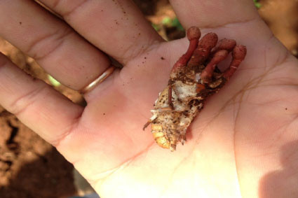 Nấm Gyrommitrin là loại nấm có độc. Triệu chứng của nạn nhân khi ăn phải gồm ói, mửa, chân tay co giật, mất đi ý thức, hôn mê sâu. Nếu dùng nhiều còn nguy hiểm đến cả tính mạng. Ảnh baobariavungtau.