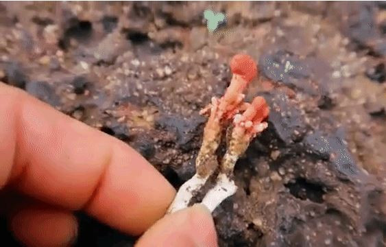 Đặc biệt, nấm độc Gyrommitrin ký sinh ngay cả trên những con ve sầu trưởng thành sống trên mặt đất. Chúng sống ở khoang bụng ve sầu và có khả năng lây lan rất là cao trong mùa giao phối. Ảnh gifs.