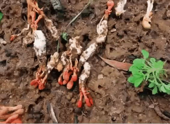 Khi ve sầu chết đi hay không thể lột xác và chết dưới lòng đất, nấm Gyrommitrin sẽ phát triển khi mùa mưa tới. Ảnh gifs.