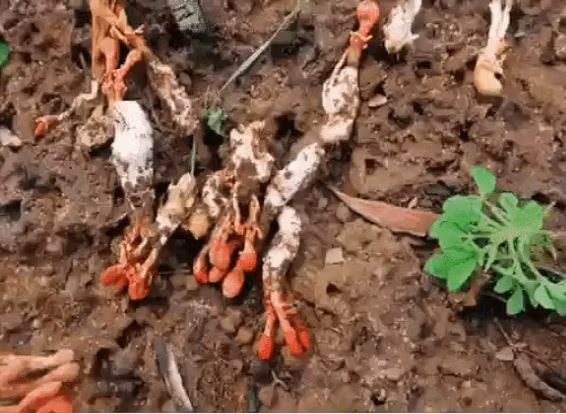 Khi ve sầu chết đi hay không thể lột xác và chết dưới lòng đất, nấm Gyrommitrin sẽ phát triển khi mùa mưa tới. Ảnh gifs.