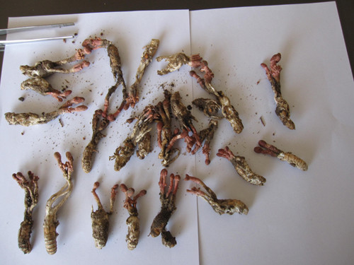 Lúc này, toàn bộ thân con ve bị hóa trắng, mềm như xốp, còn trên đầu nhộng ve sầu sẽ có 1 – 5 cọng (thân nấm) và phần cuối hơi phình ra (quả nấm). Ảnh vfa.