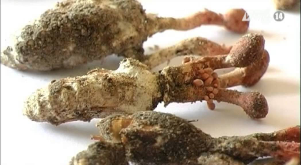 Nhiều người bị nhầm lẫn nấm độc Gyrommitrin với nấm đông trùng hạ thảo ve sầu do 2 loài nấm này cùng đều ký sinh trên ve sầu. Ảnh ytimg.