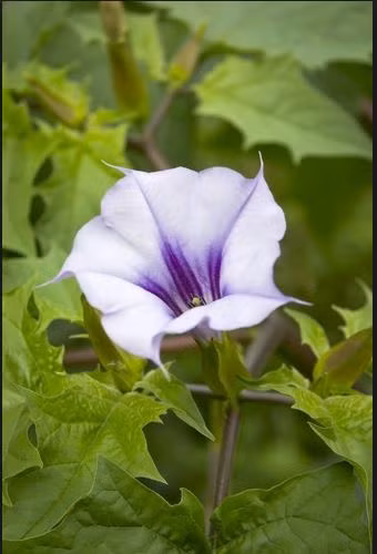 Cây cà độc dược lùn được thu hái khi đang ra hoa và hái vào buổi sáng sớm lúc trời nắng ráo. Ảnh winlawn.