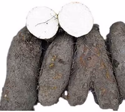 Còn ở một số nơi tại Việt Nam, khoai vạc là một trong những loại cây đặc sản, chủ lực trong cơ cấu nông nghiệp. Ảnh blogspot.