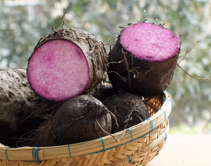 Trên thế giới, khoai vạc còn được trồng nhiều ở Ấn Độ, Malaysia, Châu Phi. Ảnh hoinuoitrong.