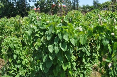 Khoai vạc là loại dây leo, thân mềm, có sức sống tốt. Cây cho thu hoạch vào cuối tháng 7, đầu tháng 8 hàng năm. Ảnh blogspot.