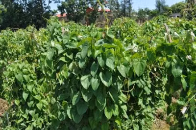 Khoai vạc là loại dây leo, thân mềm, có sức sống tốt. Cây cho thu hoạch vào cuối tháng 7, đầu tháng 8 hàng năm. Ảnh blogspot.