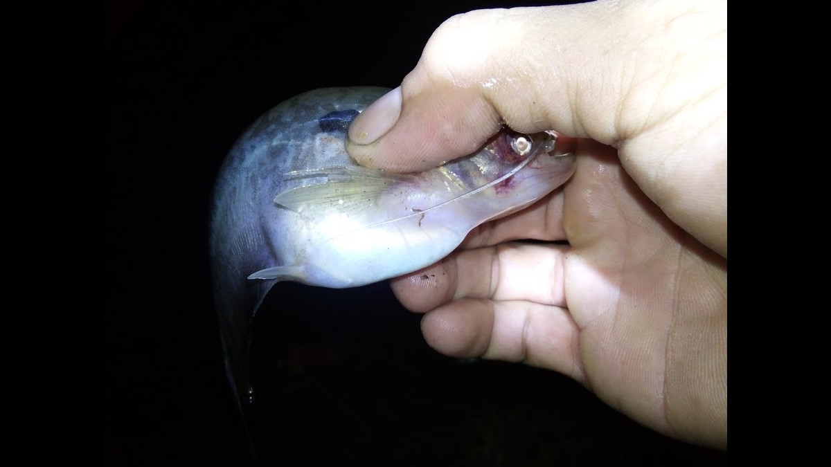 Cá trèn bầu là loài cá bản địa ở châu Á. Trên thế giới, loài cá này phân bố ở Indonesia, Malaixia, Thái Lan, Myanma, Ấn Độ, Lào, Campuchia. Ảnh cakhomientay.