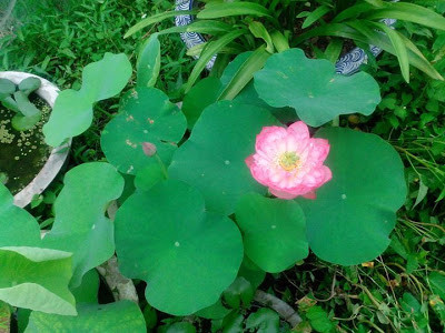 Hiện giống sen Cung Đình rất hiếm nên rất khó để tìm được giống sen này. Ảnh rtd.