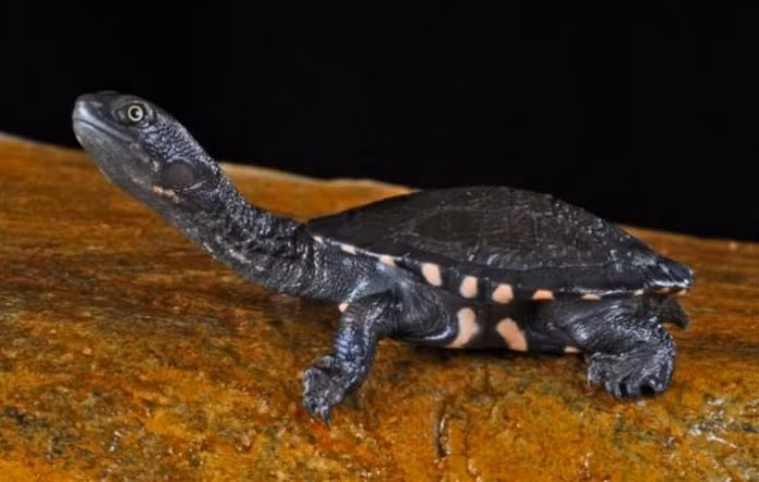 Rùa cổ dài phương Đông, hay rùa cổ rắn sống trong các đầm lầy, đập, hồ của Úc. Ảnh Top7thuvi.