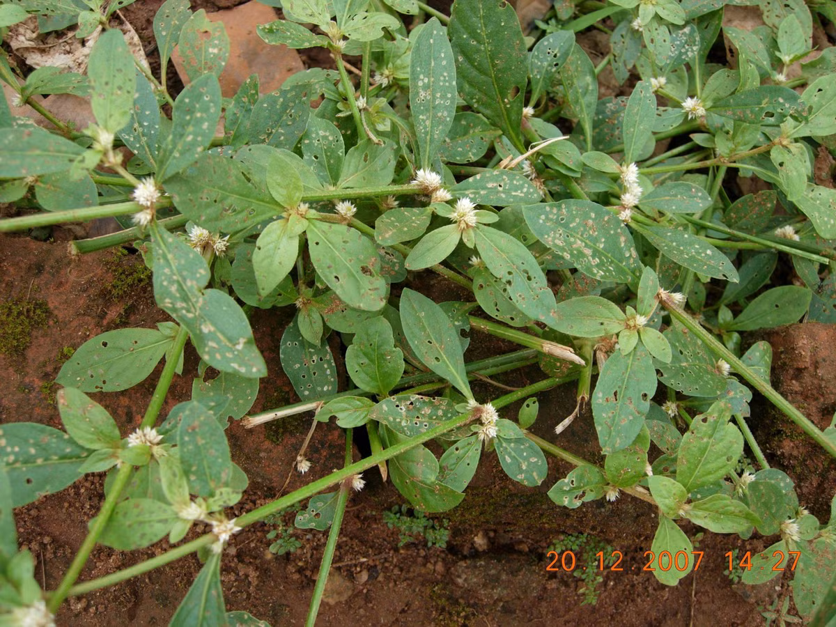 Ngoài việc được dùng như một loại thực phẩm, rau dệu được dùng để chữa tắc sữa, bệnh gan mật, chảy máu cam, ho ra máu, viêm họng lỵ ra máu, chữa viêm da mủ... Ảnh tistatic. 