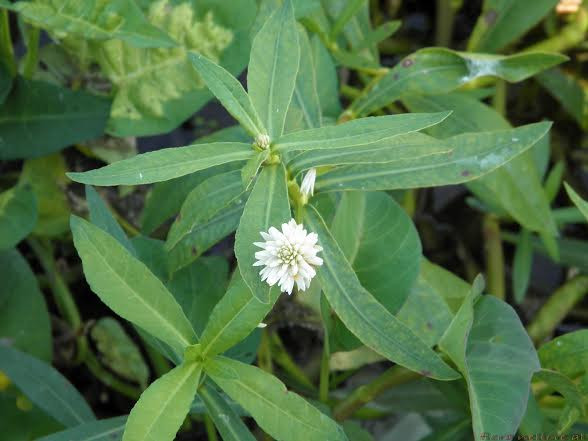 Ngọn và lá non của rau rệu có thể luộc ăn hoặc nấu canh cá thịt trong khi toàn cây làm rau cho lợn. Ảnh tongphuochiep71.