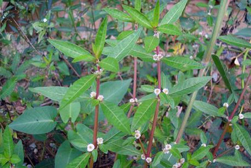 Cây rau dệu có lá màu xanh đậm, hoa trắng, thân thảo sống bò, dài tới 40cm – 60cm, phân thành nhiều nhánh và ở mỗi khớp phân nhánh thường có rễ phụ. Ảnh baodanang.