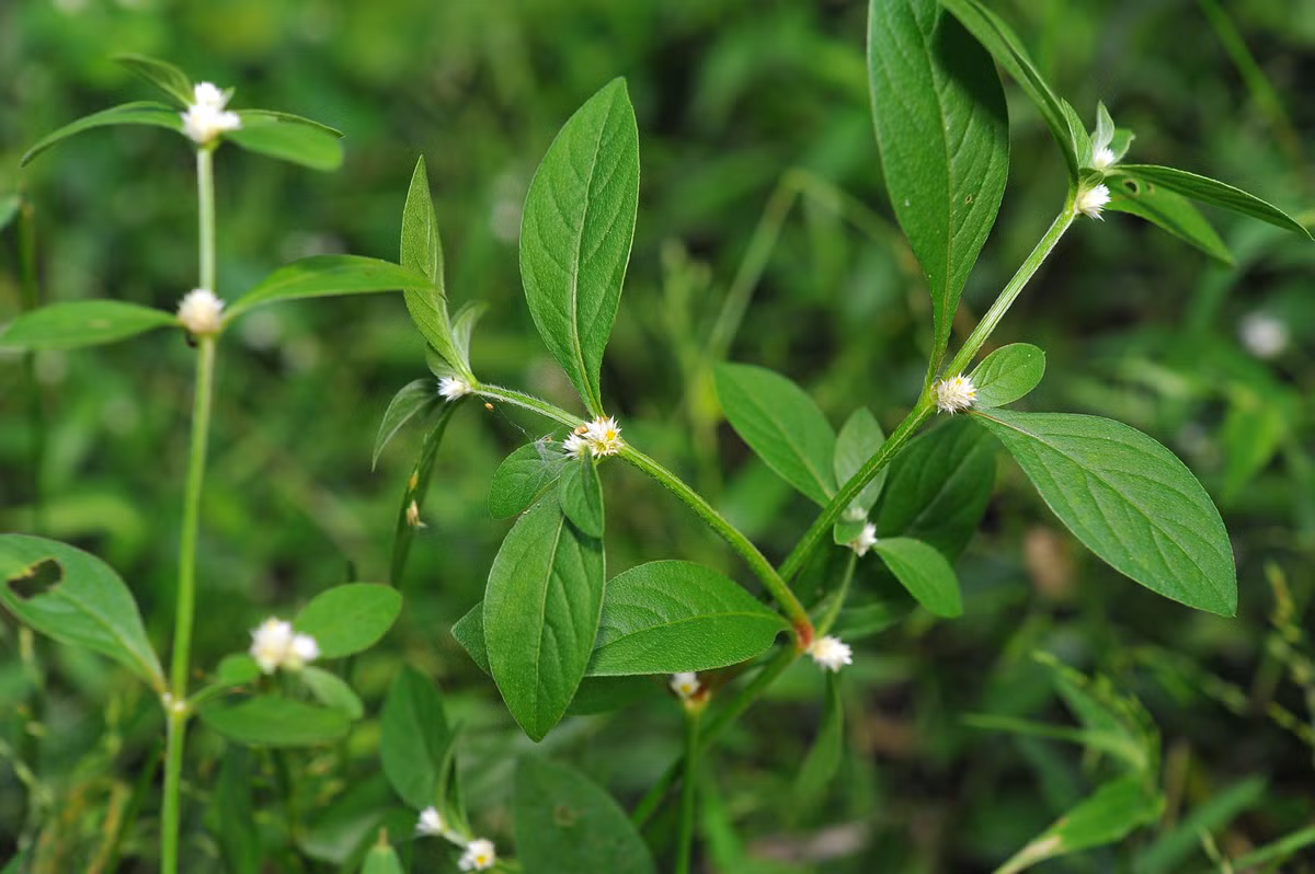 Rau dệu sinh trưởng mạnh trong mùa mưa ẩm. Mùa đông hoặc mùa khô, phần trên mặt đất của rau có hiện tượng hơi bị tàn lụi. Ảnh sinica.