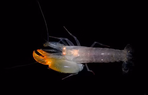 Nếu chiếc càng to này bị mất đi, chiếc càng còn lại của tôm gõ mõ sẽ tiếp tục phát triển to ra để thay thế chiếc càng đã mất. Ảnh flickr.