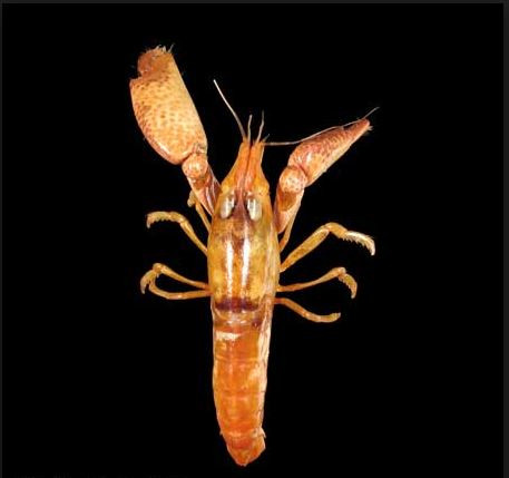 Chiếc càng còn được tôm gõ mõ sử dụng để giao tiếp. Ảnh Crustaceology.