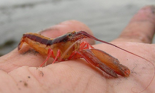 Chiếc càng to của tôm gõ mõ có kích thước khá lớn so với tỉ trọng cơ thể, là vũ khí giúp chúng tự vệ và săn mồi hiệu quả. Ảnh genk.