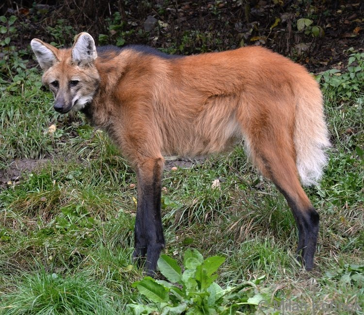 Ngoài đôi chân “thần thánh” là "bảo bối" giúp chúng tồn tại và thích ứng với cuộc sống trên các thảm cỏ ở Nam Mỹ, sói bờm còn sở hữu đôi tai cũng khá đặc biệt giúp chúng nghe được các âm thanh xào xạc, nhẹ nhàng của con mồi. Ảnh biolib.