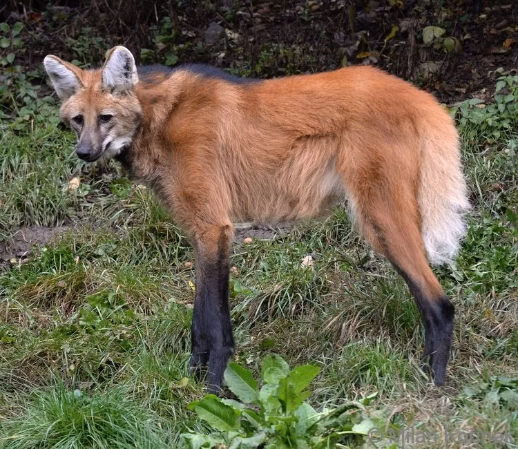 Ngoài đôi chân “thần thánh” là "bảo bối" giúp chúng tồn tại và thích ứng với cuộc sống trên các thảm cỏ ở Nam Mỹ, sói bờm còn sở hữu đôi tai cũng khá đặc biệt giúp chúng nghe được các âm thanh xào xạc, nhẹ nhàng của con mồi. Ảnh biolib.