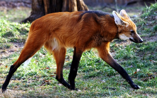 Thức ăn của sói bờm bao gồm động vật có vú nhỏ, chim, cá, động vật gặm nhấm, thỏ rừng. Chúng cũng ăn cả thực vật như mía, củ, và trái cây. Ảnh photorator.