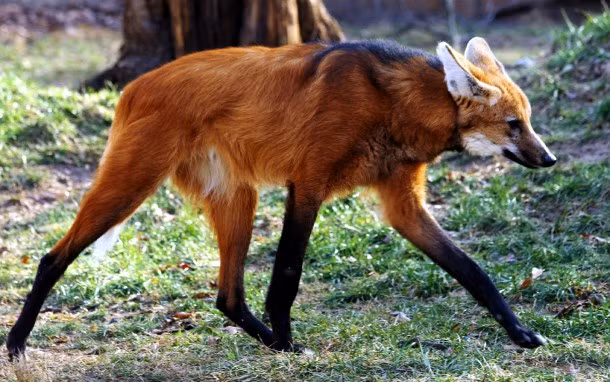 Thức ăn của sói bờm bao gồm động vật có vú nhỏ, chim, cá, động vật gặm nhấm, thỏ rừng. Chúng cũng ăn cả thực vật như mía, củ, và trái cây. Ảnh photorator.