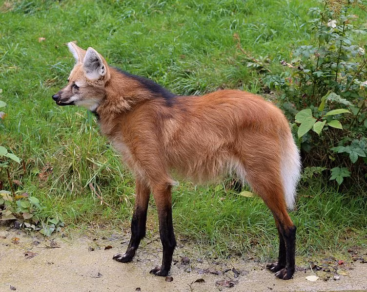 Sói bờm là loài động vật nhút nhát. Khi bị đe dọa, uy hiếp, bộ lông của chúng mới dựng đứng lên. Có lẽ vì thế mà nó mới được gọi là sói bờm. Ảnh wikimedia.