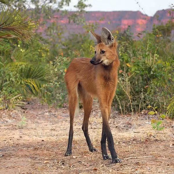  Loài sói bờm là một loài động vật thuộc họ Chó. Chúng có bộ lông màu hung đỏ với cặp chân khá dài, khiến chúng trở thành loài chó to nhất và cao nhất Nam Mỹ. Ảnh wordpress.