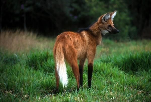 Sói bờm không sống thành đàn mà sống đơn lẻ. Chúng chỉ có một bạn đời duy nhất. Ảnh canids.