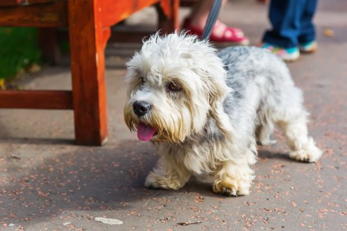 Một giống chó chân ngắn, nhỏ xinh khác là chó sục Dandie Dinmont Terrier thuộc dòng chó săn nhỏ. Ảnh dohoavn.