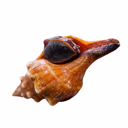 Tuy có vỏ ngoài xấu xí nhưng thịt ốc đỏ lại rất ngon và giàu chất dinh dưỡng như canxi, kẽm, sắt, chất đạm, chất béo hòa tan, vitamin A,C,B, PP… Ảnh vuacuaexpress.