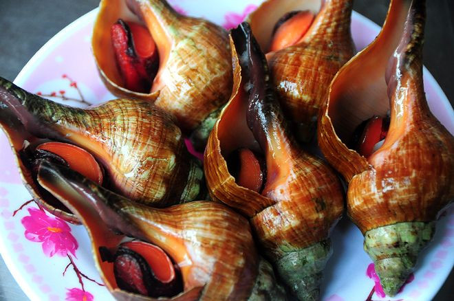 Ốc đỏ có thể chế biến thành rất nhiều món ngon cho các bữa tiệc như gỏi ốc đỏ, ốc đỏ nướng mirin, ốc đỏ nướng nước mắm... Ảnh pinimg.