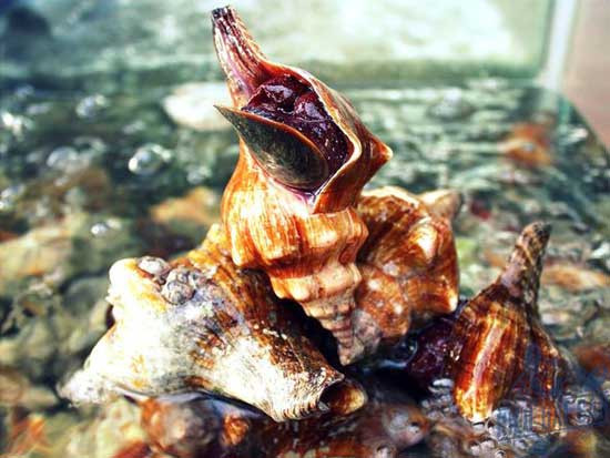 Ốc đỏ có tên khoa học là Melongena patula. Ảnh hieuhaisan.