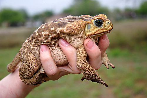 Tuy nhiên, nọc độc của cóc mía đã được các nhà khoa học phát hiện là có khả năng tiêu diệt các tế bào ung thư tuyến tiền liệt mà không làm ảnh hưởng tới các tế bào khỏe mạnh. Ảnh flickr.
