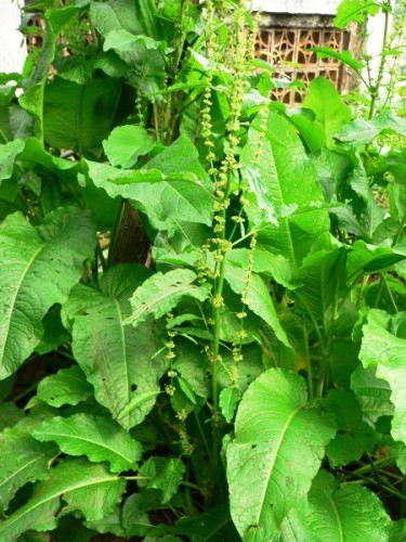 Lá của cây chút chít có thể ăn được và được dùng như một loại rau, hoặc nghiền nhuyễn trong các món súp và nước xốt. Ảnh vuonxanh24h.