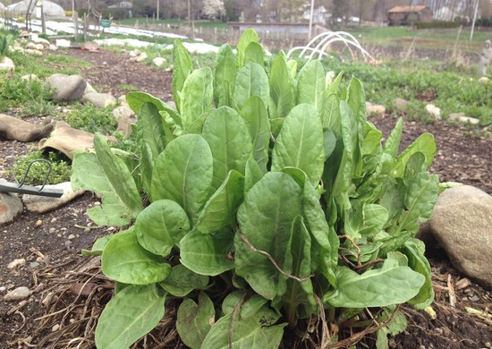 Hạt rau chút chít già, chín giã làm gạo ngâm với nước nóng 4, 5 lần rồi vo sạch để nấu cháo. Ảnh farmhopping.