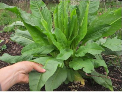 Tên gọi của cây xuất phát từ việc trẻ con thường cọ 2 lá cây vào nhau, làm phát ra tiếng kêu “chút chít”, do đó thành tên gọi cây chút chít. Ảnh asterlaneedibles.