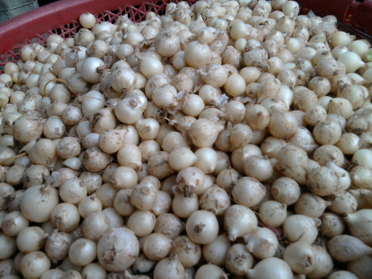 Ngoài được dùng là cây gia vị, cây ném còn có tác dụng trong chữa cảm, nhức đầu, sổ mũi, ho, ngộ độc thức ăn... Ảnh ydvn.