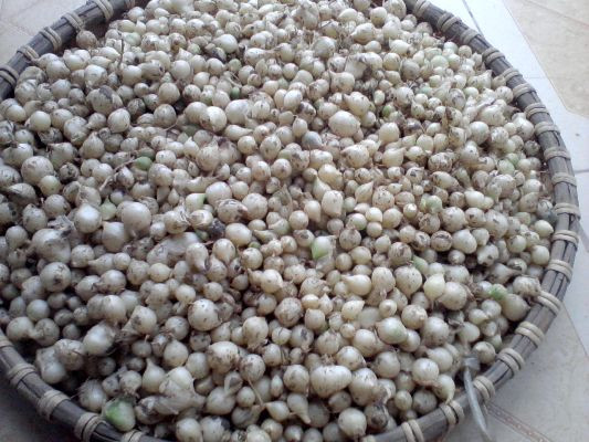 Cây ném vừa có thể sử dụng được lá vừa sử dụng được củ nên có giá trị kinh tế cao. Ảnh tapchieva.