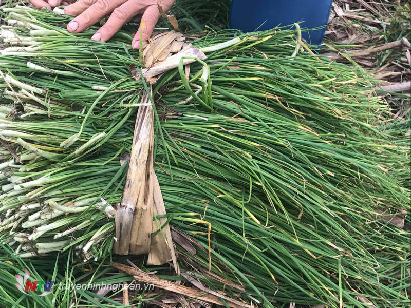 Cây ném có thể chịu nóng, hạn và úng khá tốt. Loại cây này lại rất dễ trồng, ít bị sâu bệnh hại, sinh trưởng tốt. Ảnh truyenhinhnghean.