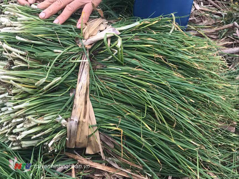 Kham pha thu vi ve cay nem, trong nhieu o Hue-Hinh-2