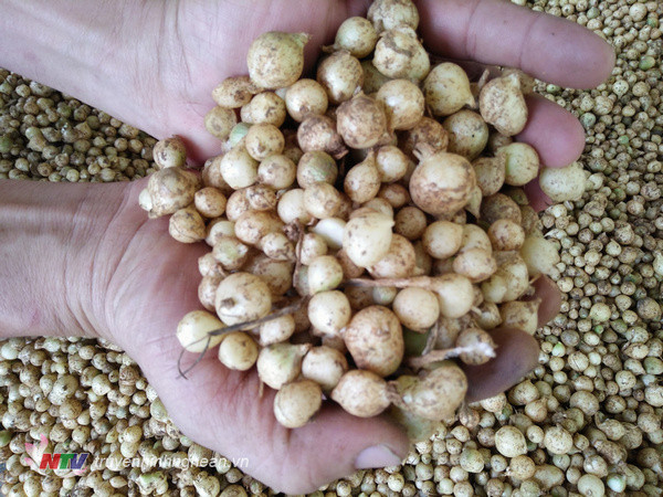 Cây ném là loài bản địa châu Âu, châu Á và Bắc Mỹ. Ảnh truyenhinhnghean.