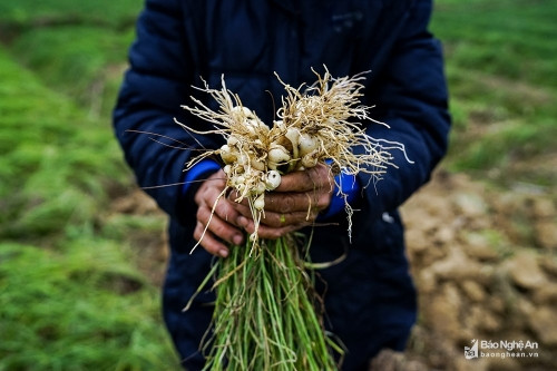 Ngoài ra, cây ném cũng được dùng để kiểm soát sâu bệnh cây trồng. Ảnh nghean24h.