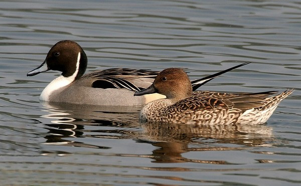 Vịt mốc non giống chim cái nhưng lông ở mặt bụng có vệt xám nâu, mỏ xám hay xám nhạt, chân xám xanh hay đen nhạt. Ảnh birdwatchingvietnam.