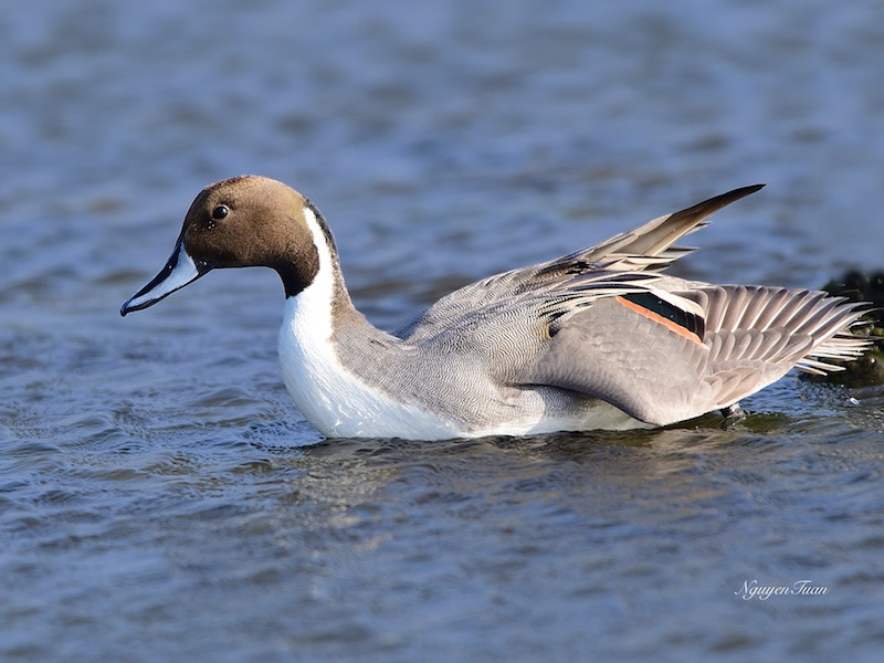 Vịt mốc đực có đầu và mặt trước của phần trên cổ màu nâu đen thẫm, có một dải trắng bắt đầu từ hai bên gáy kéo dài sang hai bên rồi nối với nhau ở trước cổ và ngực. Ảnh Wp.