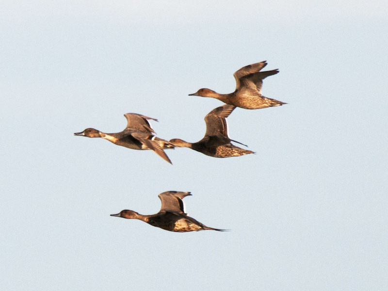 Ở Việt Nam, vịt mốc có khá nhiều ở đồng bằng Bắc bộ và Trung bộ. Ảnh: blogspot.