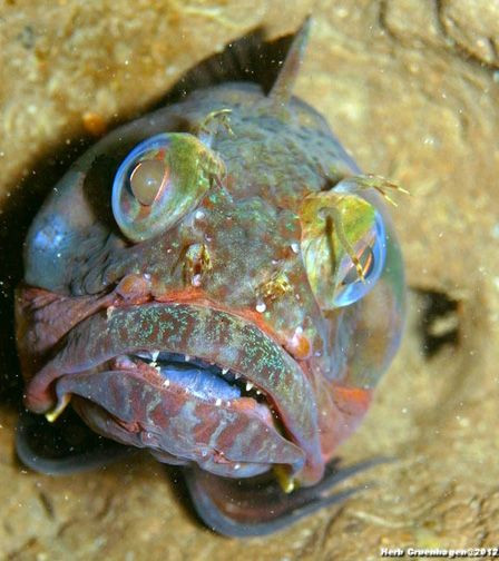 Vì sở hữu cái miệng “quá cỡ” nên cá miệng rộng có ngoại hình không mấy đẹp mắt lắm nếu không muốn nói là xấu xí. Ảnh Pinimg.