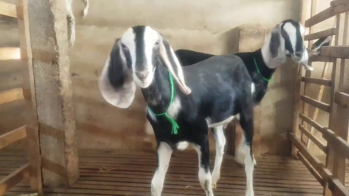 Dê Bách Thảo có đặc tính ăn tạp. Thức ăn của dê Bách Thảo là lá cây, cỏ và các phụ phẩm nông nghiệp. Ảnh ytimg.