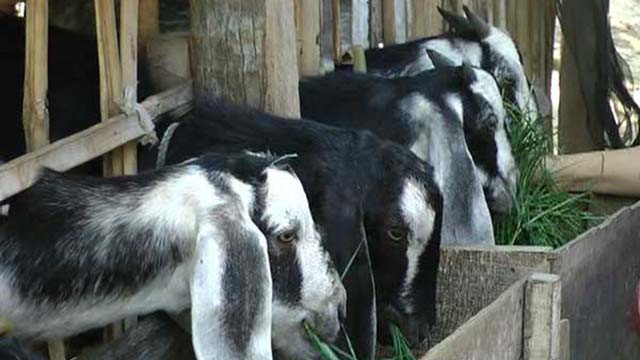 Dê Bách Thảo sinh trưởng và phát triển nhanh, lại dễ chăn nuôi. Ảnh 125.235.38.